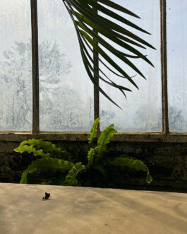 ANDREAS DIETZ