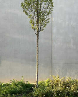 ANDREAS DIETZ