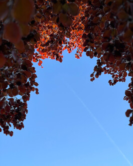 ANDREAS DIETZ